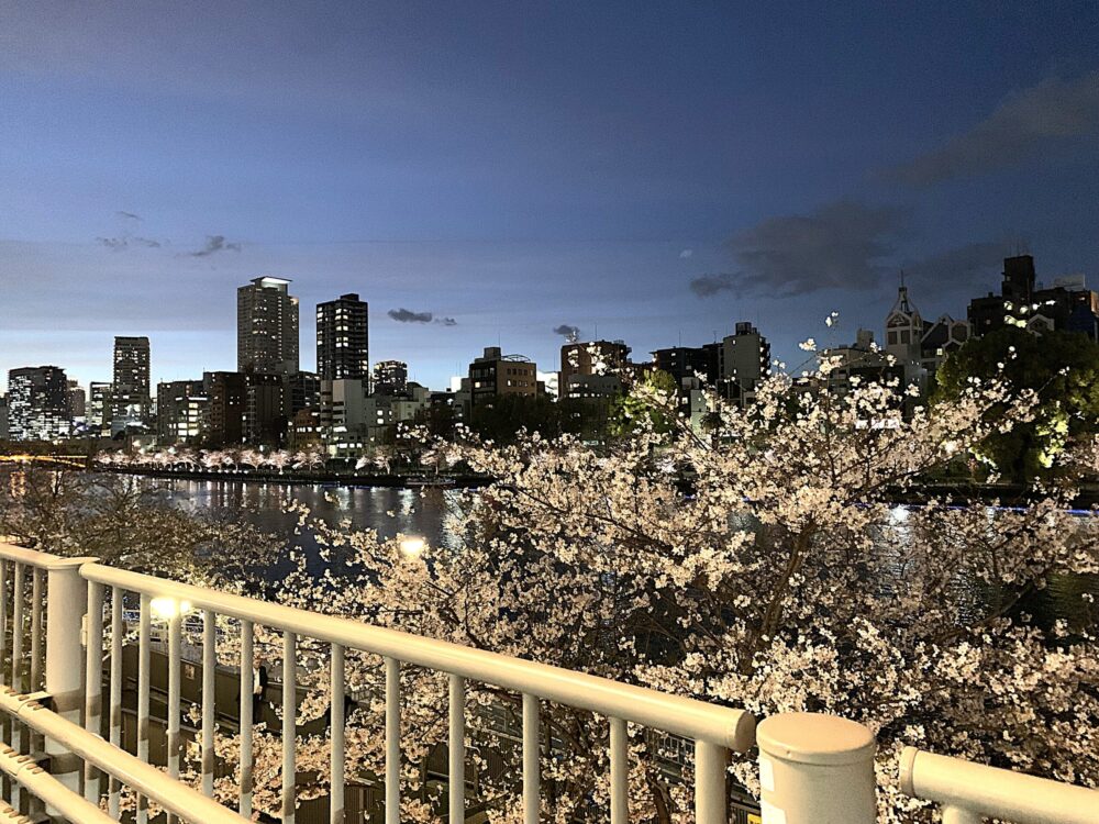天満橋の桜